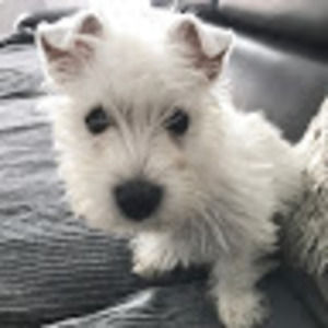 Meet your Posher, Hansel